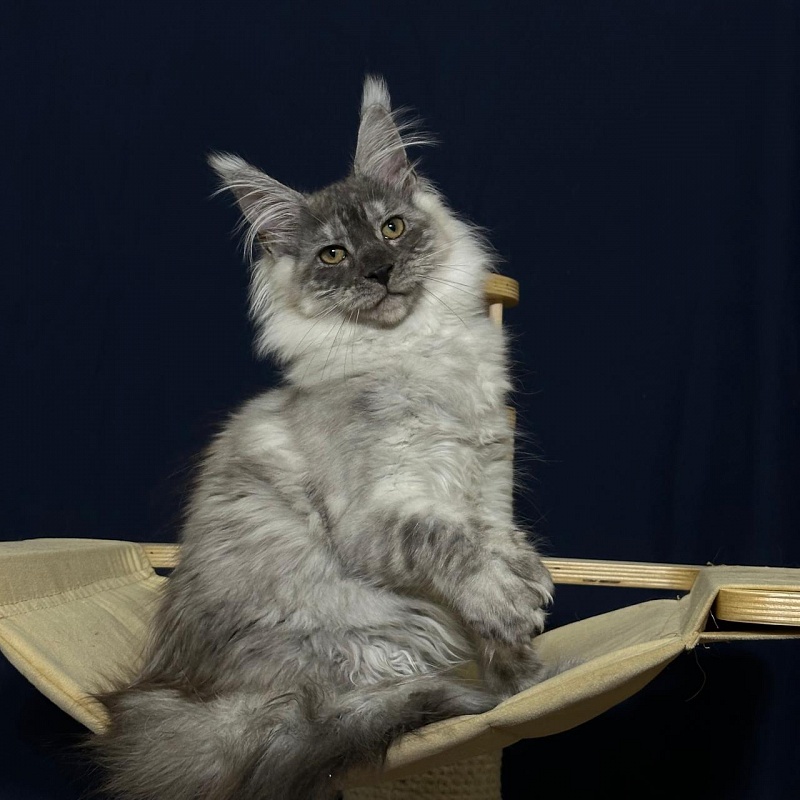 Indigo Rex Akbars (polydactyl) 56/66 - Kitten maine-coon 3 months 3 weeks