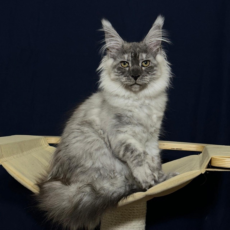 Indigo Rex Akbars (polydactyl) 56/66 - Kitten maine-coon 3 months 3 weeks