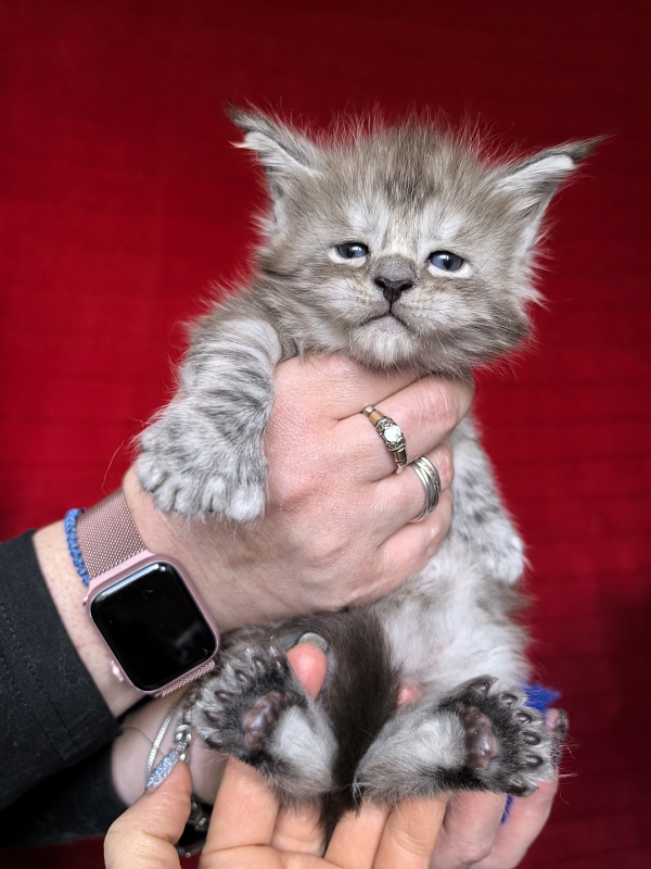 Indigo Rex Akbars (polydactyl) 56/66 - Kitten maine-coon 3.5 weeks