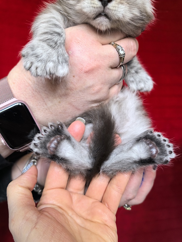 Indigo Rex Akbars (polydactyl) 56/66 - Kitten maine-coon 3.5 weeks