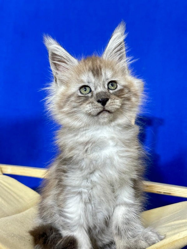 Indigo Rex Akbars (polydactyl) 56/66 - Kitten maine-coon 2 months