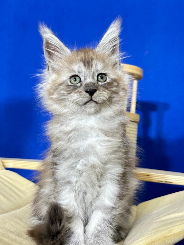 Indigo Rex Akbars (polydactyl) 56/66 - Kitten maine-coon 2 months