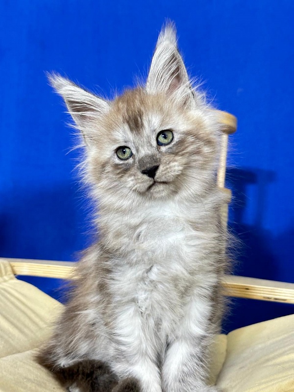 Indigo Rex Akbars (polydactyl) 56/66 - Kitten maine-coon 2 months