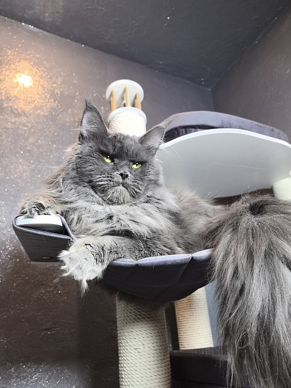 Ostap Akbars - Adult maine-coon 1 year 4 months 2.5 weeks