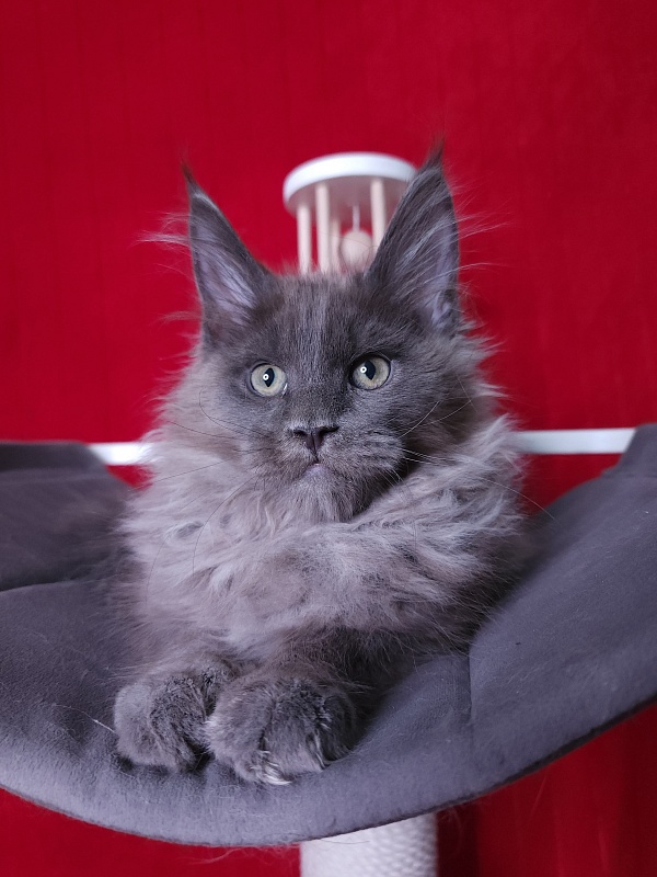 Ostap Akbars - Kitten maine-coon 3 months