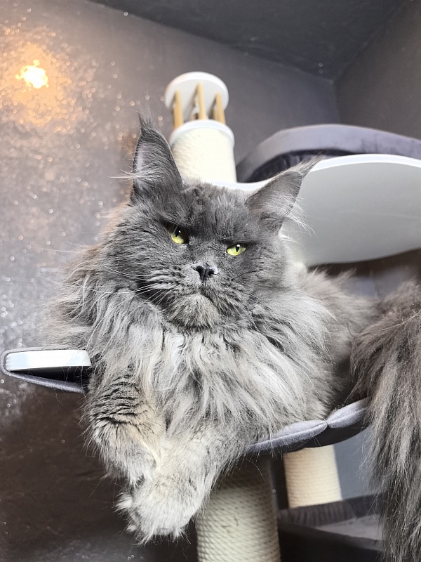 Ostap Akbars - Adult maine-coon 1 year 4 months 2.5 weeks