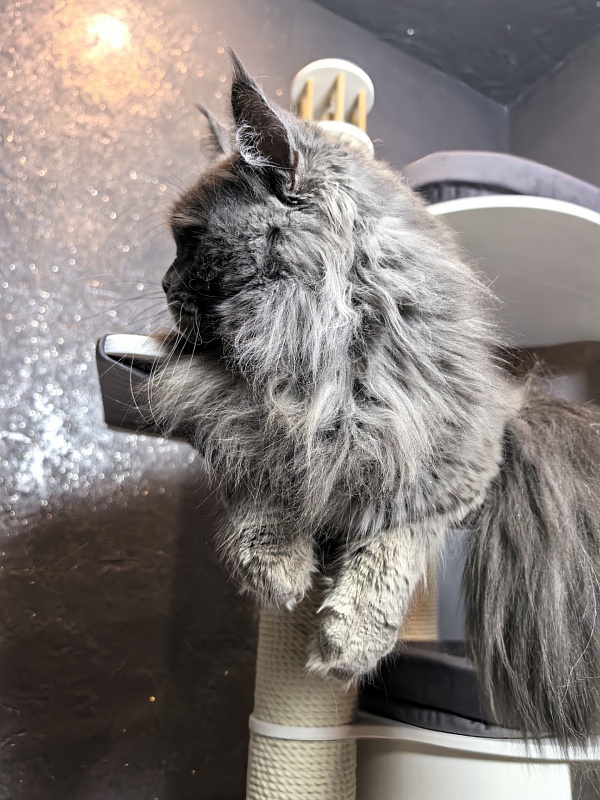 Ostap Akbars - Adult maine-coon 1 year 4 months 2.5 weeks