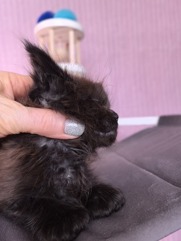 Gusar Akbars  (polydactyl 55/66) - Kitten maine-coon 1 month 2 weeks