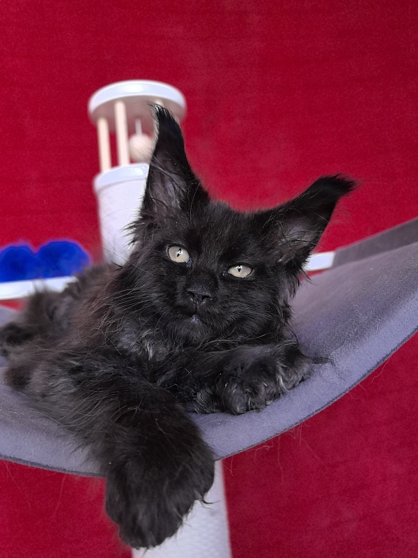 Gusar Akbars  (polydactyl 55/66) - Kitten maine-coon 2 months 1 week