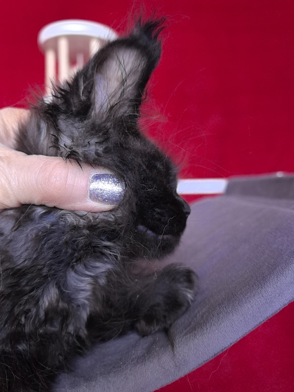 Gusar Akbars  (polydactyl 55/66) - Kitten maine-coon 2 months 1 week