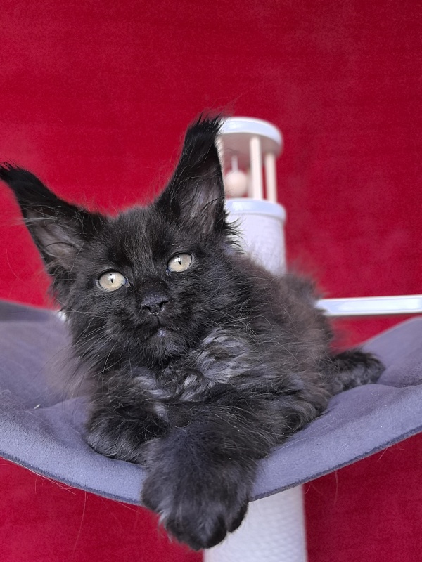 Gusar Akbars  (polydactyl 55/66) - Kitten maine-coon 2 months 1 week