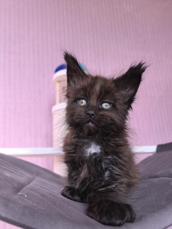 Gusar Akbars  (polydactyl 55/66) - Kitten maine-coon 1 month 2 weeks