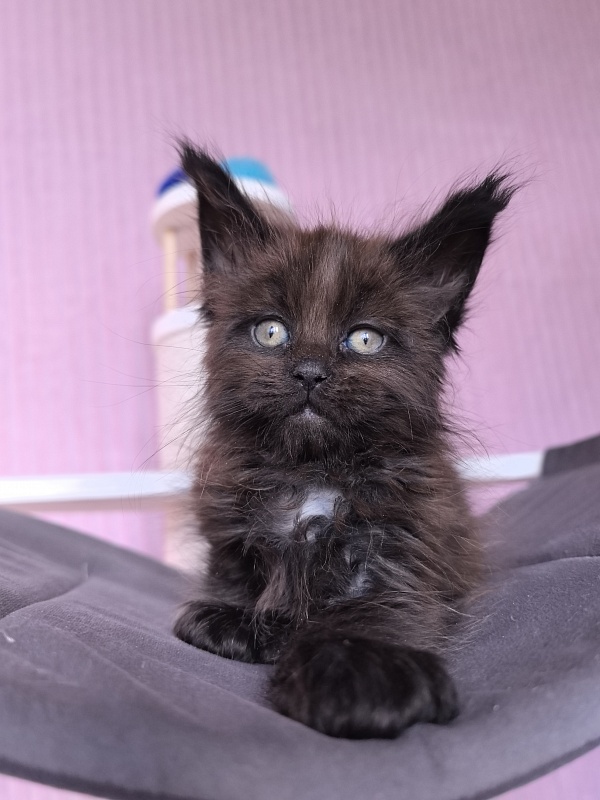 Gusar Akbars  (polydactyl 55/66) - Kitten maine-coon 1 month 2 weeks