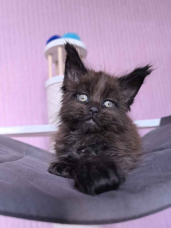Gusar Akbars  (polydactyl 55/66) - Kitten maine-coon 1 month 2 weeks
