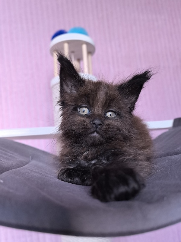 Gusar Akbars  (polydactyl 55/66) - Kitten maine-coon 1 month 2 weeks