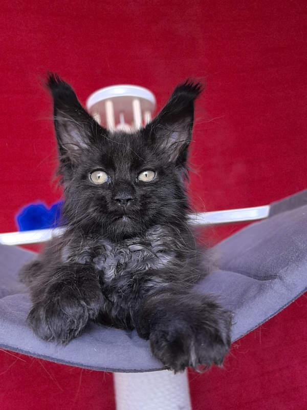 Gusar Akbars  (polydactyl 55/66) - Kitten maine-coon 2 months 1 week