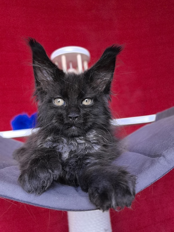 Gusar Akbars  (polydactyl 55/66) - Kitten maine-coon 2 months 1 week