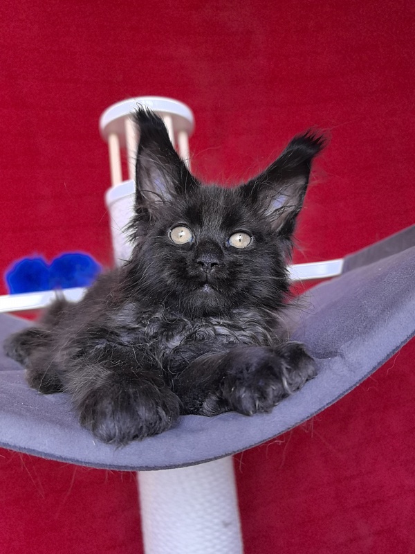 Gusar Akbars  (polydactyl 55/66) - Kitten maine-coon 2 months 1 week