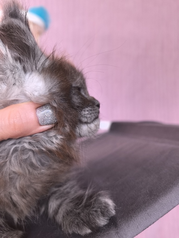 Grey Bear Akbars (polydactyl 66/66) - Kitten maine-coon 1 month 2 weeks