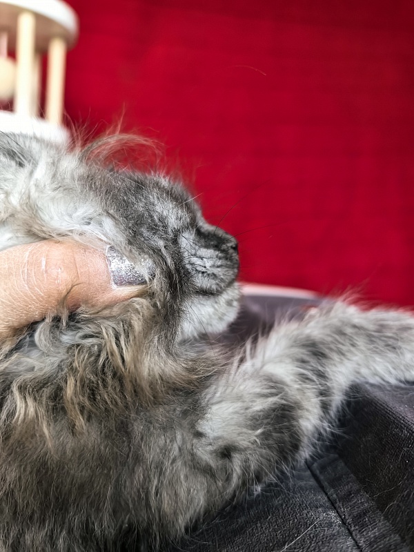 Grey Bear Akbars (polydactyl 66/66) - Kitten maine-coon 2 months 1 week