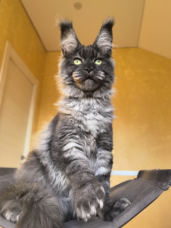 Grey Bear Akbars (polydactyl 66/66) - Kitten maine-coon 5 months 3 weeks