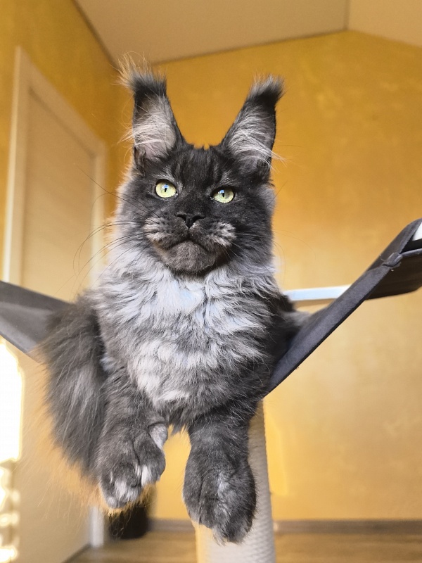 Grey Bear Akbars (polydactyl 66/66) - Kitten maine-coon 5 months 3 weeks