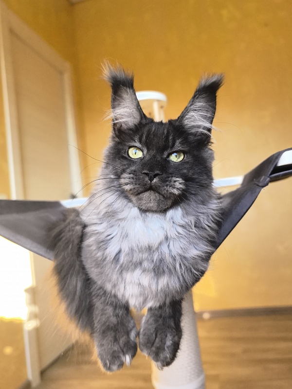 Grey Bear Akbars (polydactyl 66/66) - Kitten maine-coon 5 months 3 weeks