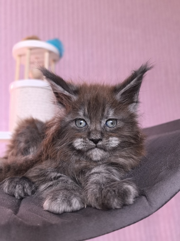 Grey Bear Akbars (polydactyl 66/66) - Kitten maine-coon 1 month 2 weeks