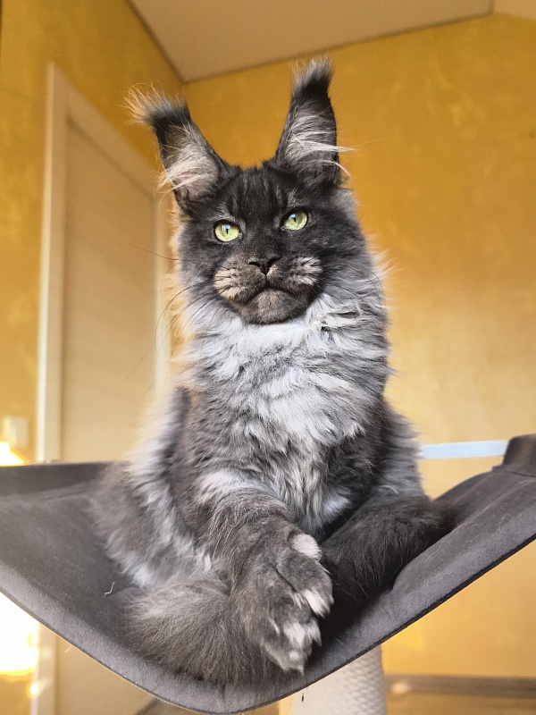 Grey Bear Akbars (polydactyl 66/66) - Kitten maine-coon 5 months 3 weeks