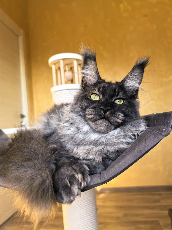 Grey Bear Akbars (polydactyl 66/66) - Kitten maine-coon 5 months 3 weeks