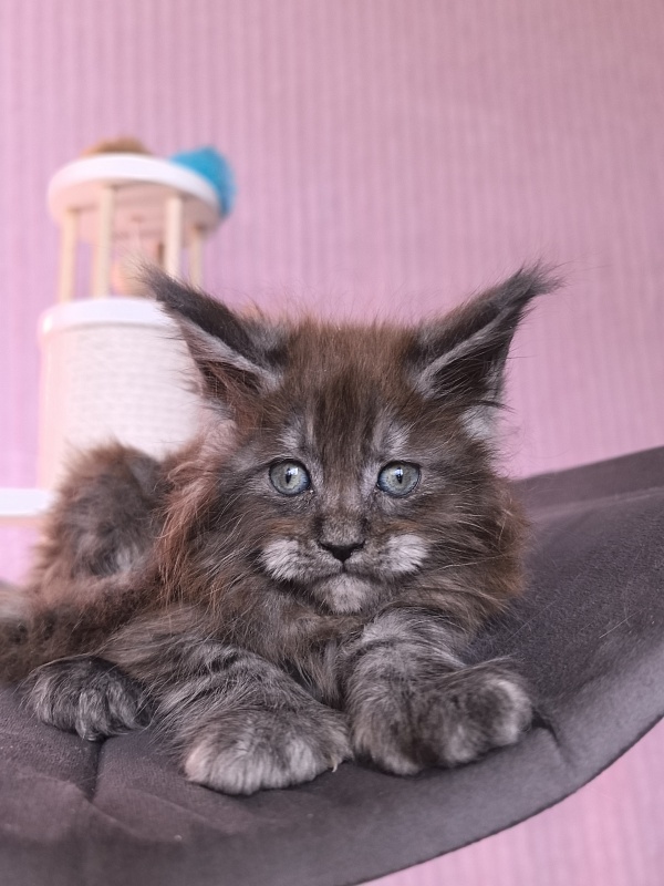 Grey Bear Akbars (polydactyl 66/66) - Kitten maine-coon 1 month 2 weeks