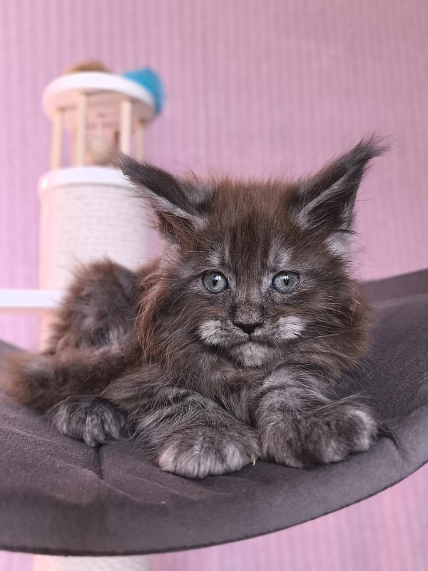 Grey Bear Akbars (polydactyl 66/66) - Kitten maine-coon 1 month 2 weeks