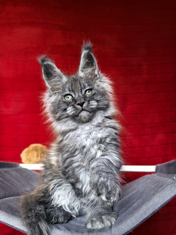 Grey Bear Akbars (polydactyl 66/66) - Kitten maine-coon 2 months 1 week