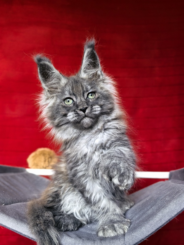Grey Bear Akbars (polydactyl 66/66) - Kitten maine-coon 2 months 1 week