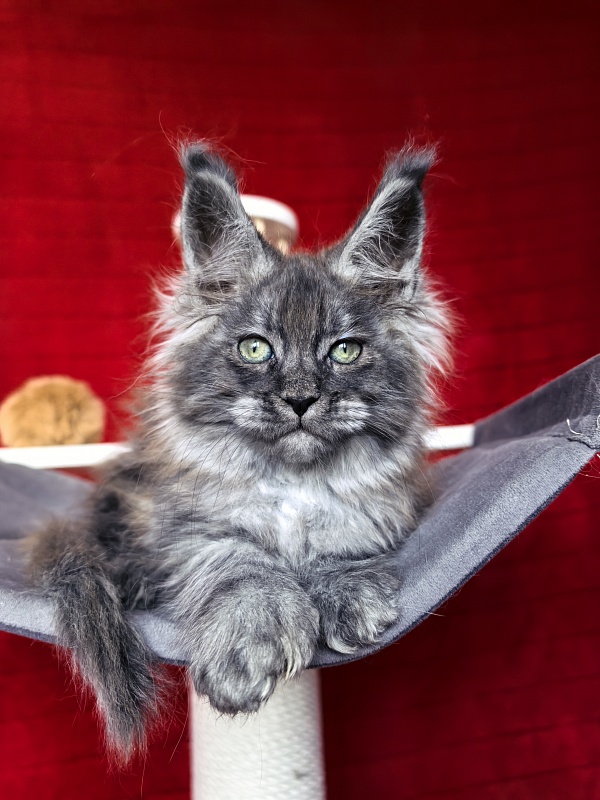 Grey Bear Akbars (polydactyl 66/66) - Kitten maine-coon 2 months 1 week