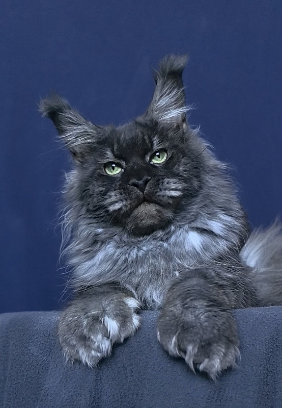 Grey Bear Akbars (polydactyl 66/66) - Adult maine-coon 11 months 3.5 weeks