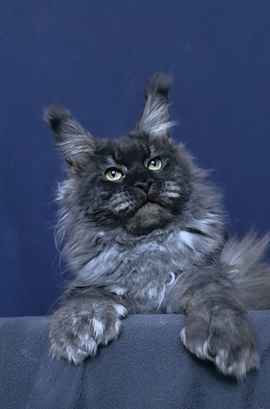 Grey Bear Akbars (polydactyl 66/66) - Adult maine-coon 11 months 3.5 weeks