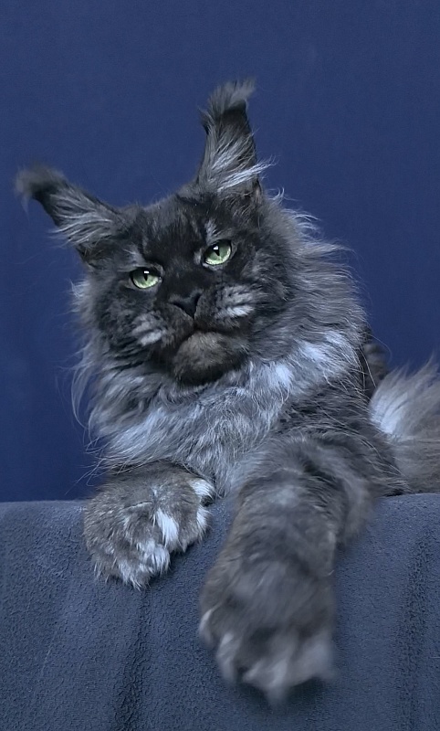 Grey Bear Akbars (polydactyl 66/66) - Adult maine-coon 11 months 3.5 weeks