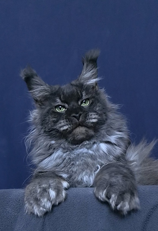 Grey Bear Akbars (polydactyl 66/66) - Adult maine-coon 11 months 3.5 weeks