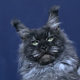 Grey Bear Akbars (polydactyl 66/66)