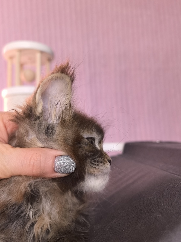 Gloria Kitty Akbars - Kitten maine-coon 2 months