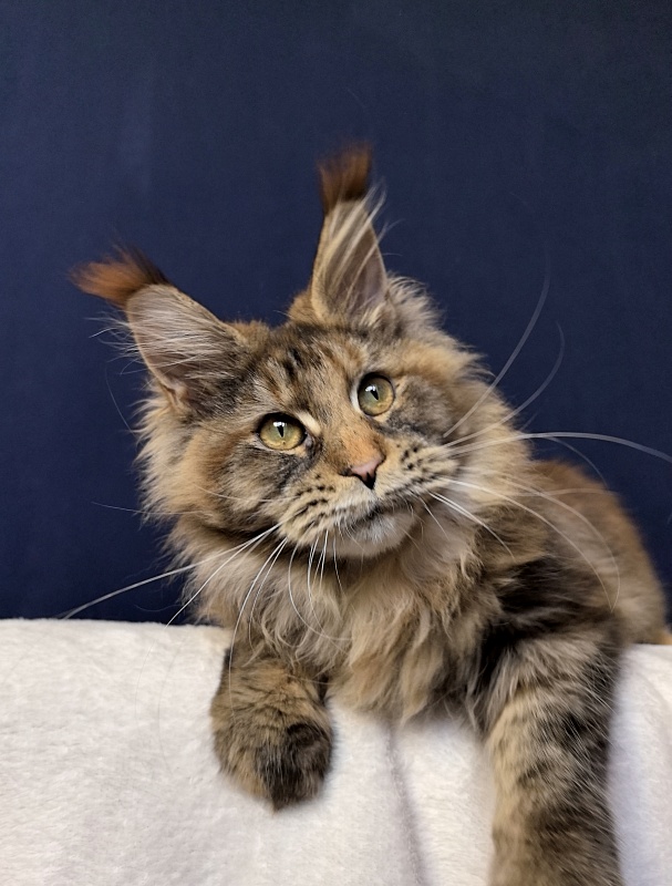 Gloria Kitty Akbars - Kitten maine-coon 6 months 2.5 weeks