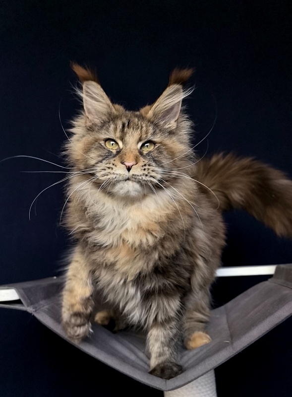 Gloria Kitty Akbars - Kitten maine-coon 6 months 2.5 weeks