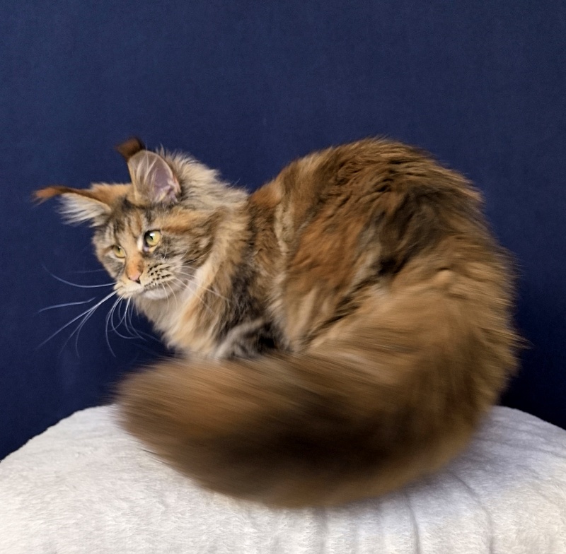 Gloria Kitty Akbars - Kitten maine-coon 6 months 2.5 weeks