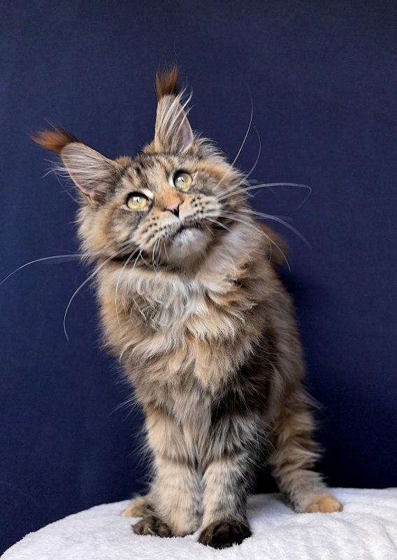 Gloria Kitty Akbars - Kitten maine-coon 6 months 2.5 weeks