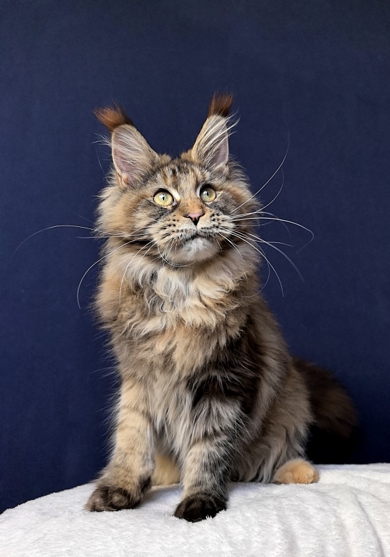 Gloria Kitty Akbars - Kitten maine-coon 6 months 2.5 weeks