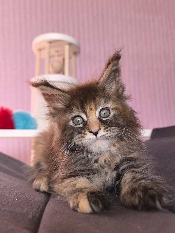 Gloria Kitty Akbars - Kitten maine-coon 2 months