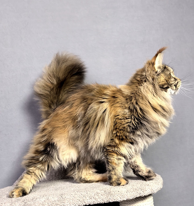 Gloria Kitty Akbars - Junior maine-coon 8 months 2.5 weeks