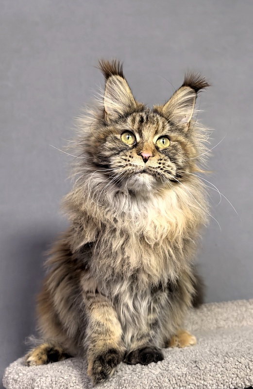 Gloria Kitty Akbars - Junior maine-coon 8 months 2.5 weeks