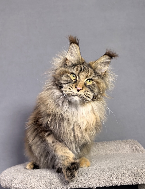 Gloria Kitty Akbars - Junior maine-coon 8 months 2.5 weeks